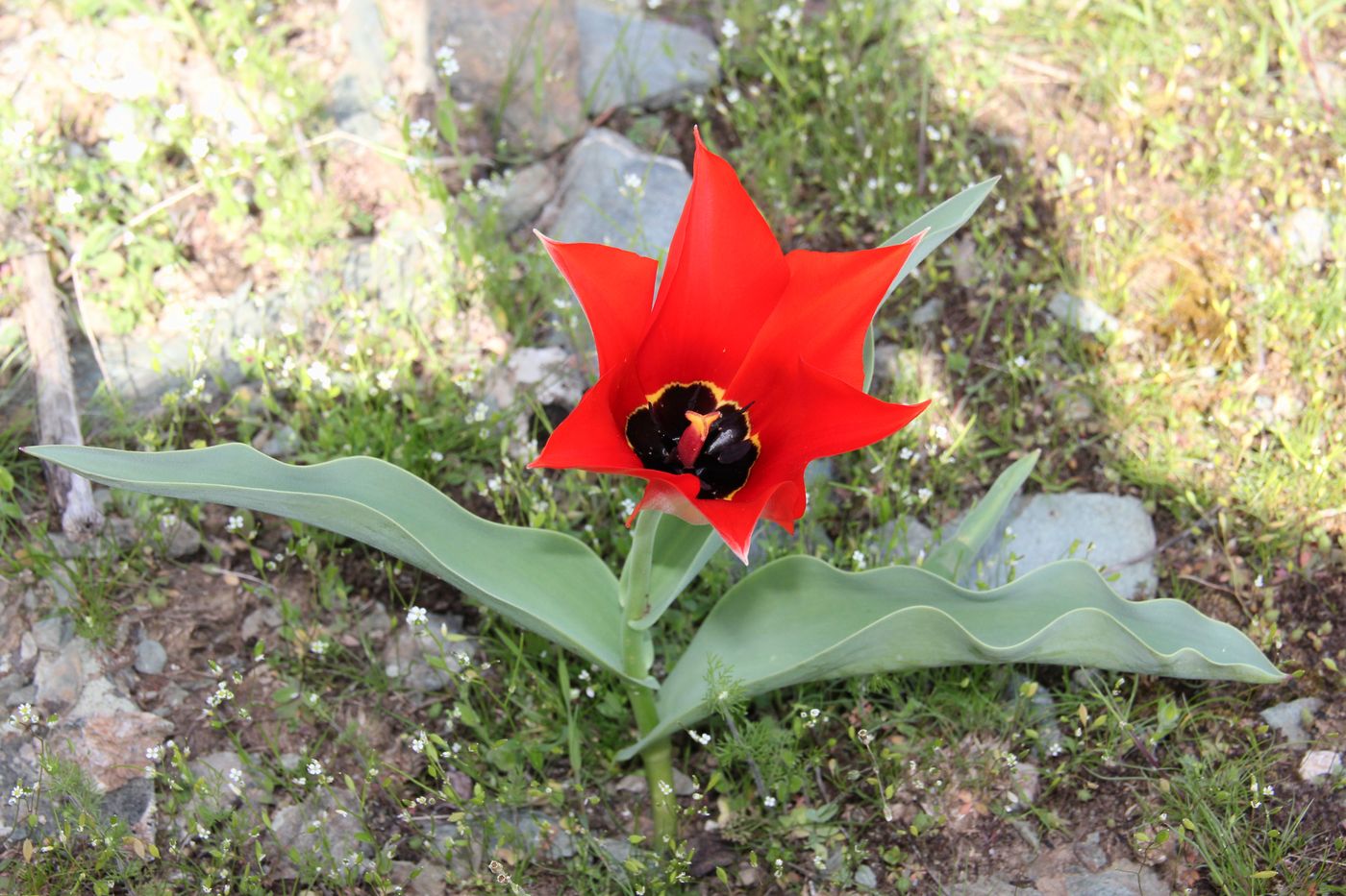 Image of Tulipa affinis specimen.