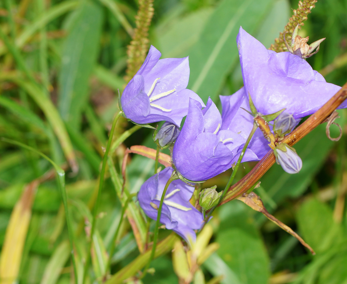 Изображение особи Campanula persicifolia.