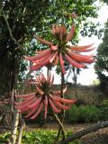 Erythrina speciosa. Побеги с соцветиями. Испания, Канарские о-ва, Тенерифе, ботанический сад в Пуэрто-де-ла-Крус, в культуре. 6 марта 2008 г.