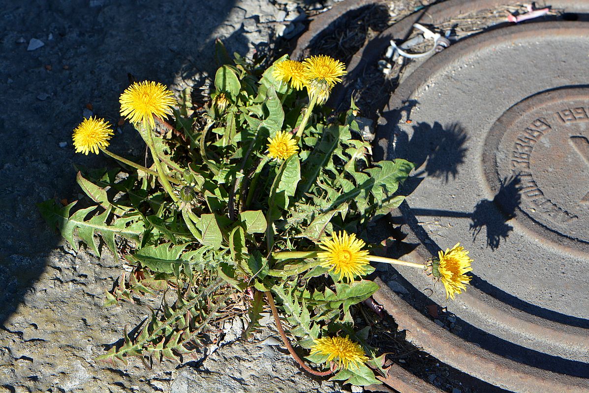 Изображение особи род Taraxacum.