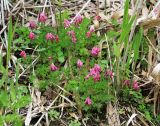 Corydalis buschii. Цветущие растения. Приморский край, окр. г. Владивосток, в зарослях тростника на песчаных отложениях в пойме реки. 19.05.2020.