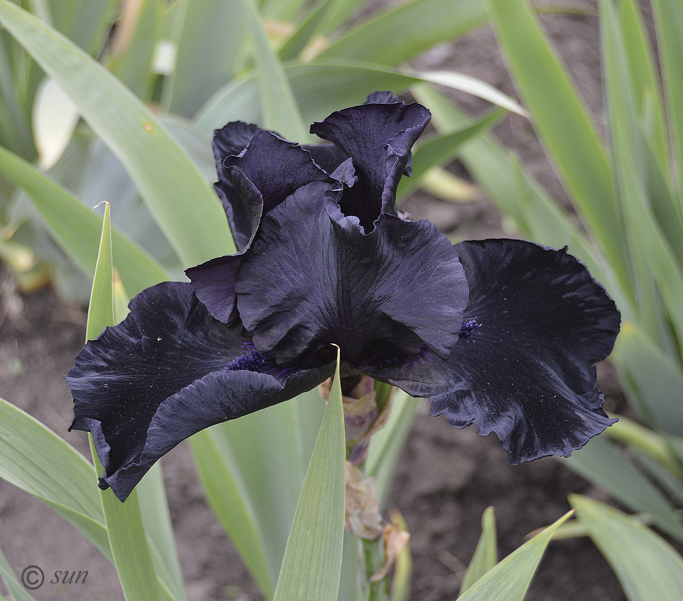 Image of Iris × hybrida specimen.