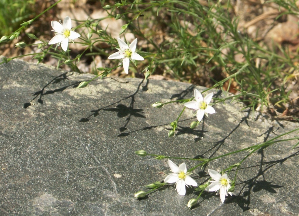 Image of Minuartia krascheninnikovii specimen.
