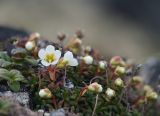 Diapensia lapponica