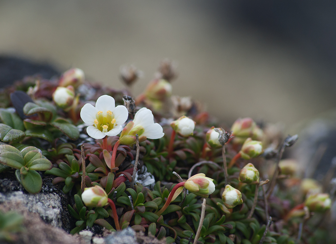 Image of Diapensia lapponica specimen.