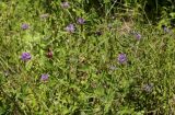 Psoralea bituminosa subspecies pontica