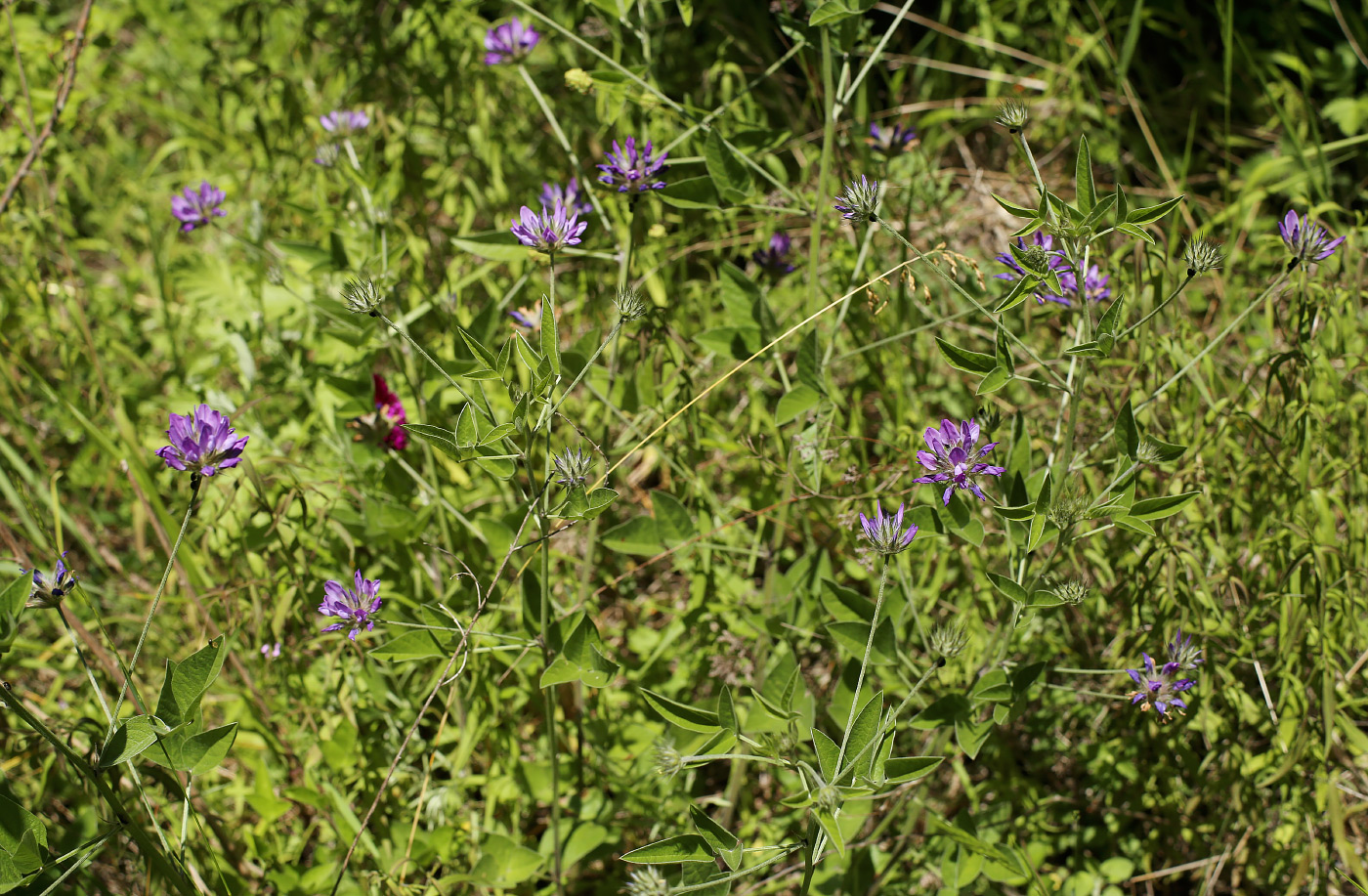 Image of Psoralea bituminosa ssp. pontica specimen.
