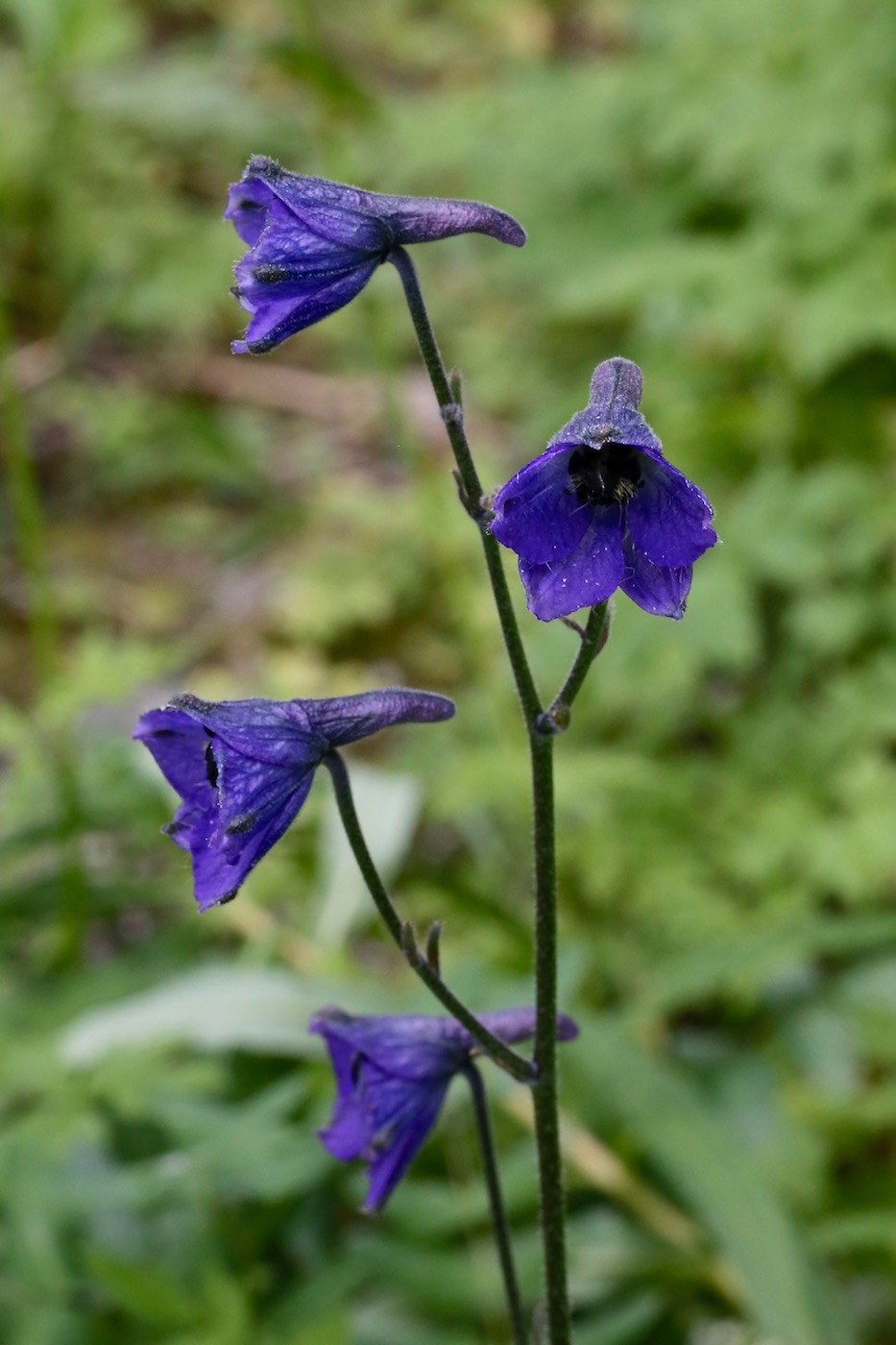 Изображение особи Delphinium iliense.