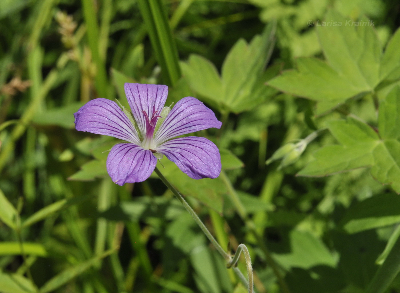 Image of Geranium wlassovianum specimen.