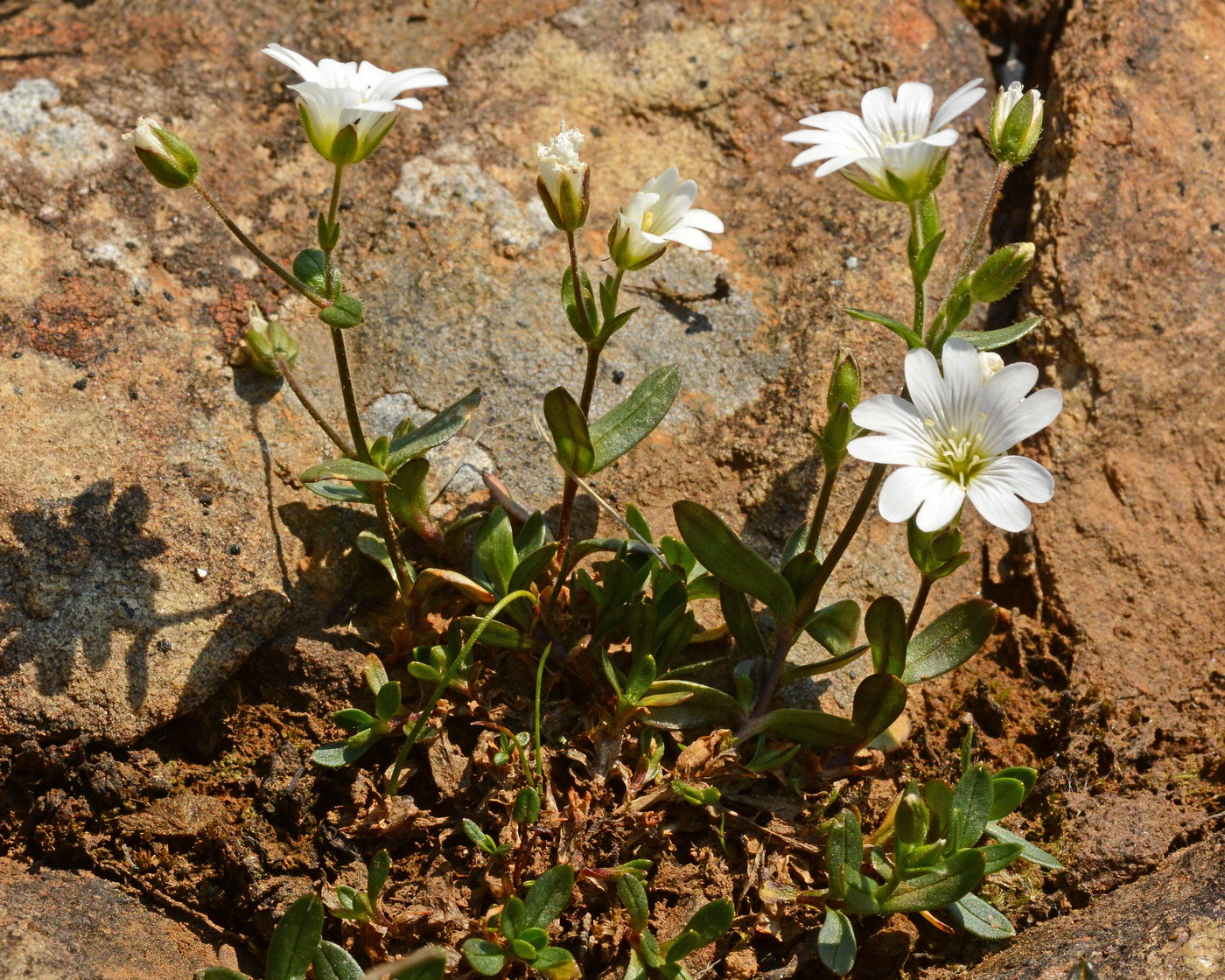 Изображение особи Cerastium krylovii.