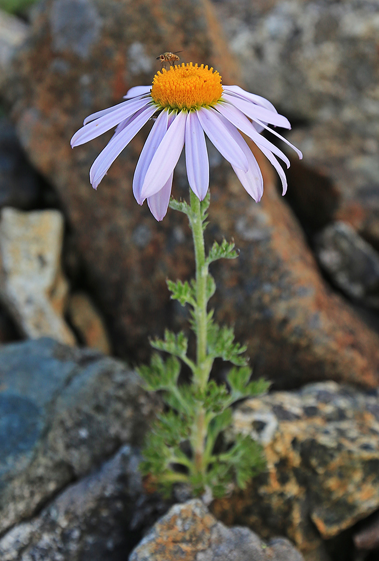 Изображение особи Chrysanthemum oreastrum.