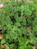 genus Pelargonium