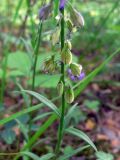 Polygala wolfgangiana