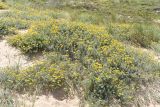 Lotus creticus. Цветущие растения. Португалия, Sintra-Cascais Natural Park, Duna Da Cresmina, дюны. 2 апреля 2018 г.