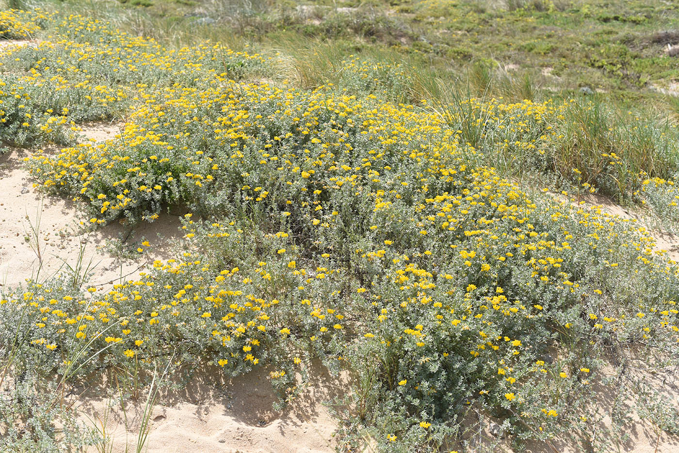 Image of Lotus creticus specimen.