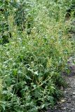 Atriplex tatarica