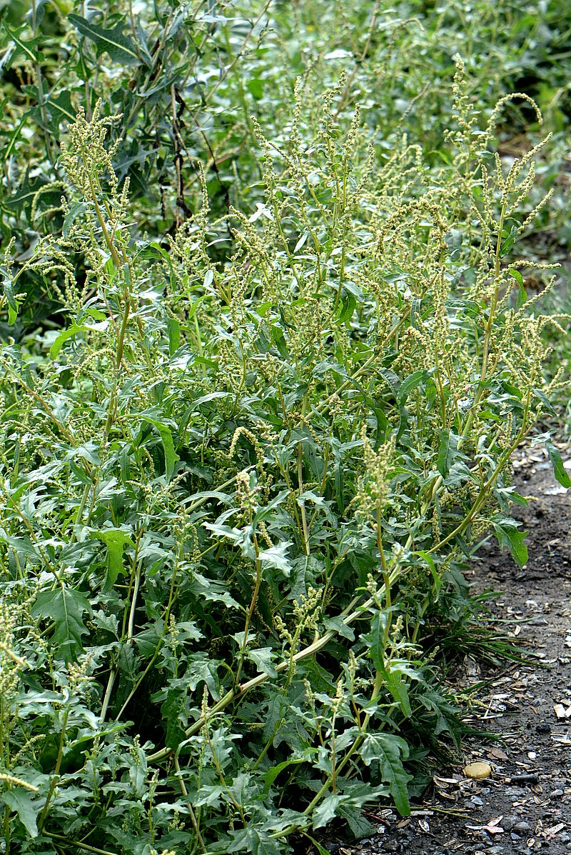 Image of Atriplex tatarica specimen.