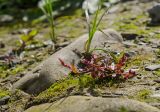 Persicaria hydropiper. Цветущее растение. Башкортостан, Гафурийский р-н, Имендяшевский сельсовет, окр. дер. Таш-Асты, долина р. Зилим, устье малого ручья, галечно-песчаный берег. 4 сентября 2020 г.