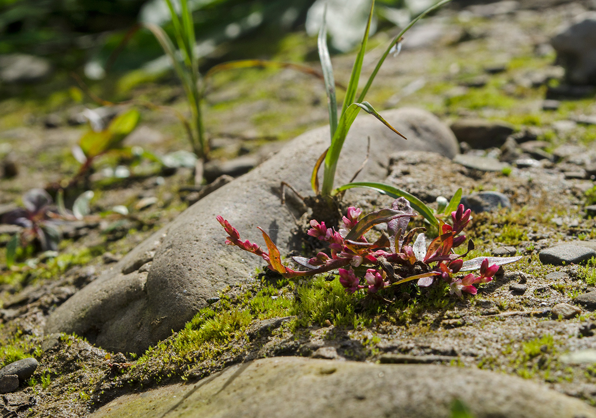 Image of Persicaria hydropiper specimen.