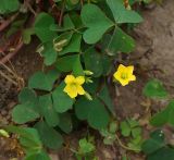 Oxalis stricta