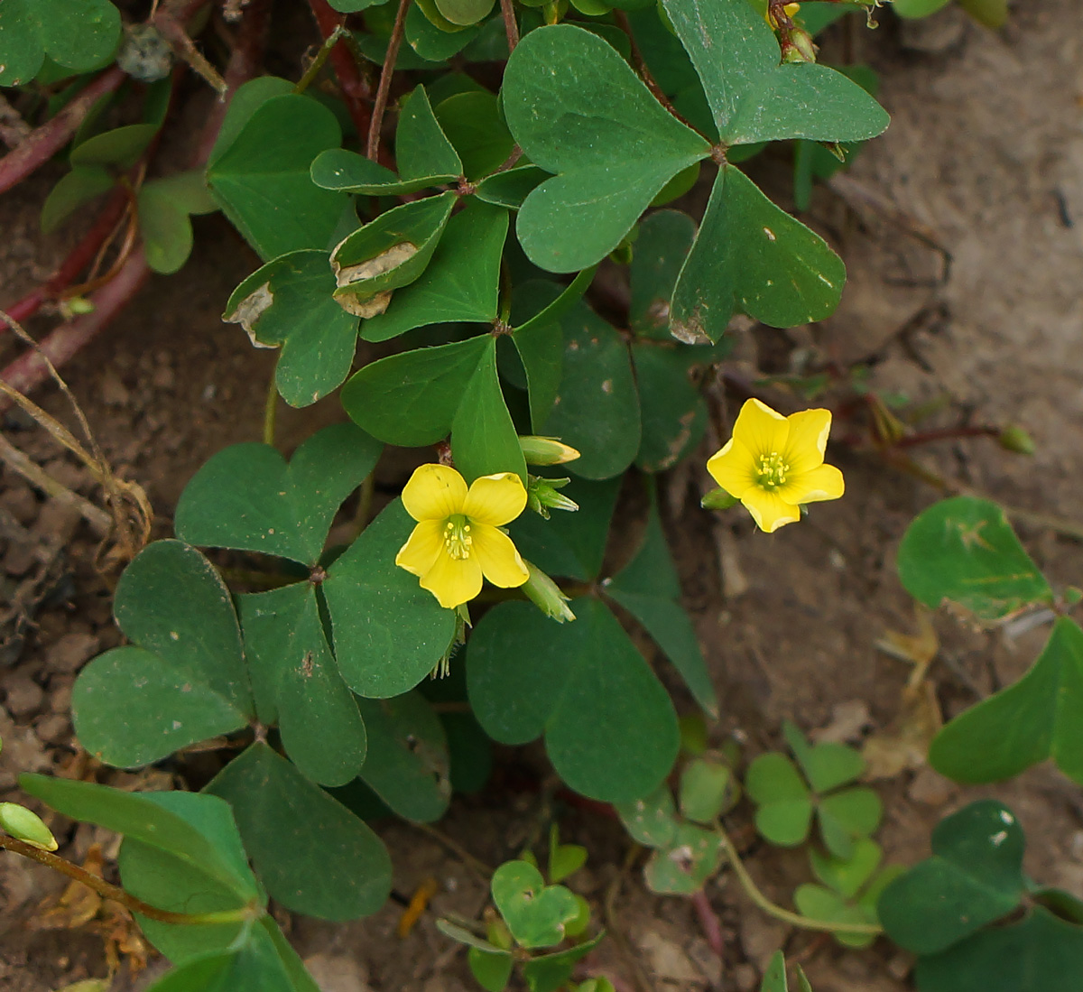 Изображение особи Oxalis stricta.