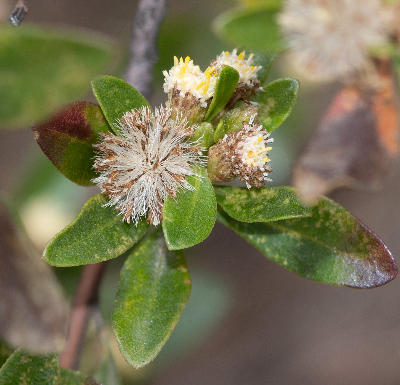 Image of genus Baccharis specimen.