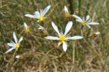 Eremogone gypsophiloides