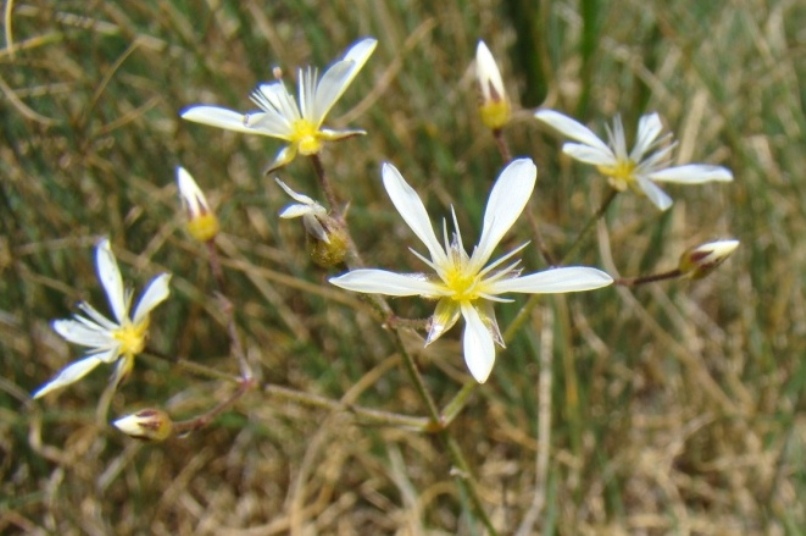 Изображение особи Eremogone gypsophiloides.