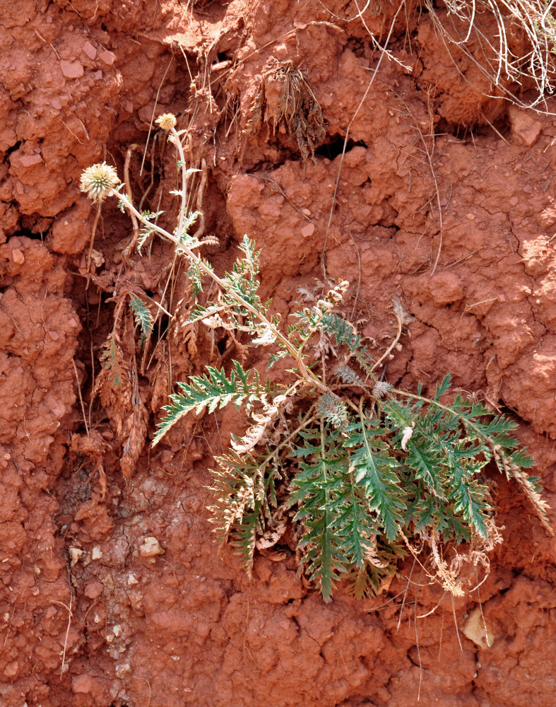 Image of Echinops meyeri specimen.