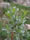Salix pantosericea. Верхушка ветви. Кабардино-Балкария, Эльбрусский р-н, долина р. Ирикчат, ок. 2650 м н.у.м., каменистое место у ручья. 06.07.2020.