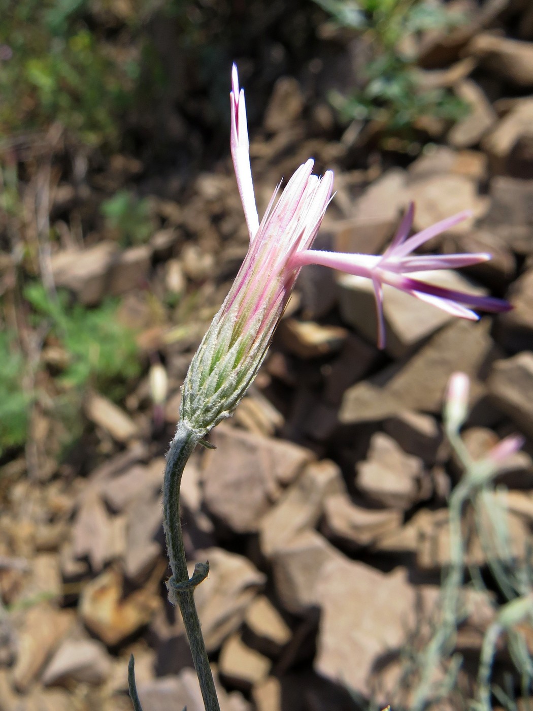 Image of Jurinea olgae specimen.