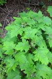 Solanum aculeatissimum