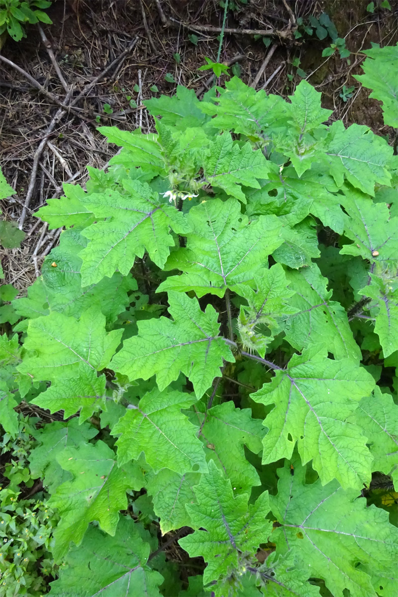 Изображение особи Solanum aculeatissimum.