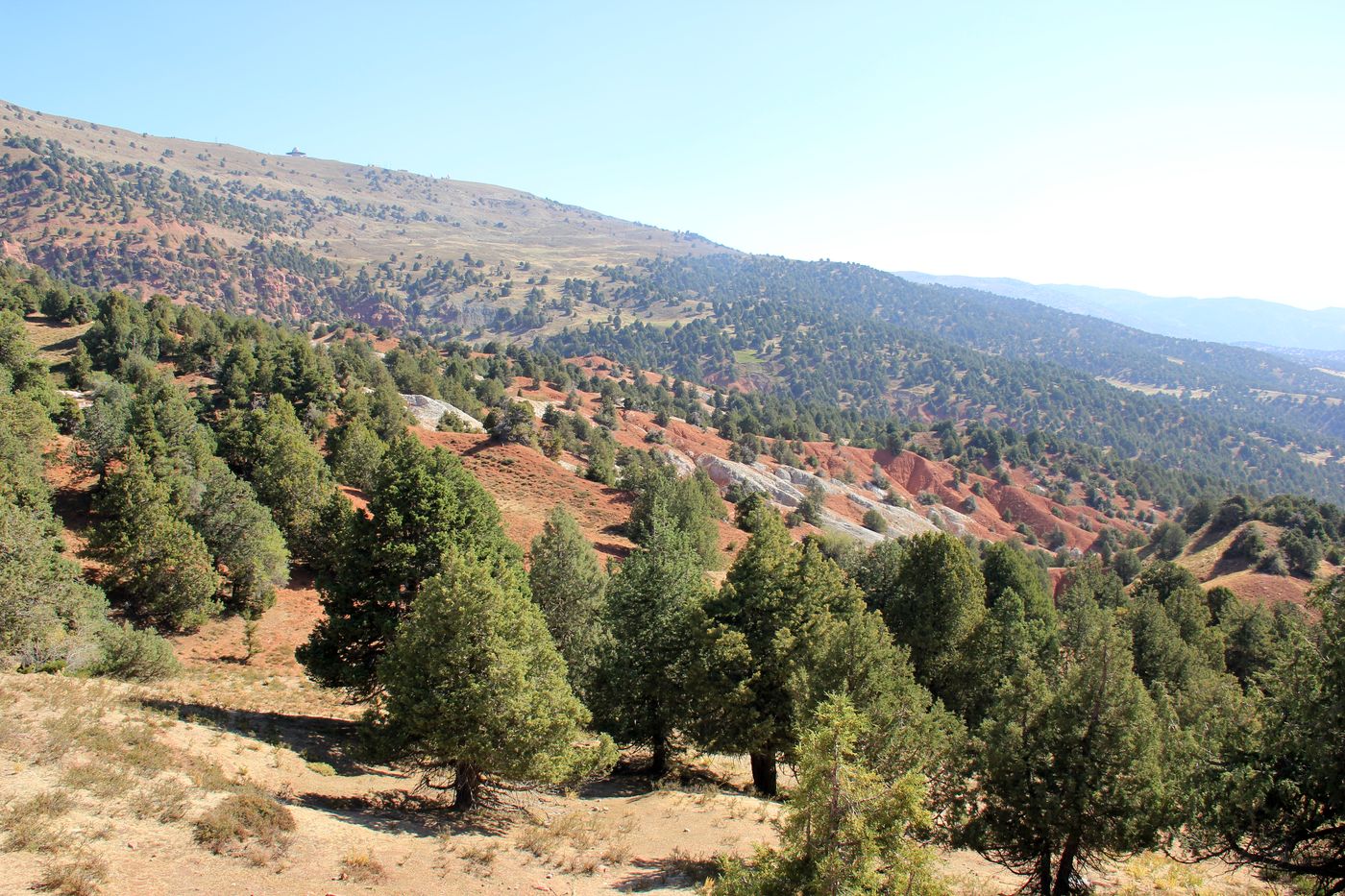 Image of Juniperus seravschanica specimen.