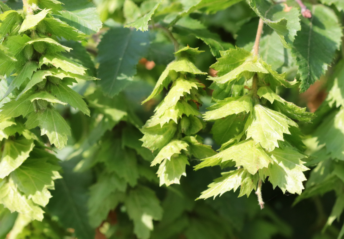 Изображение особи Carpinus orientalis.