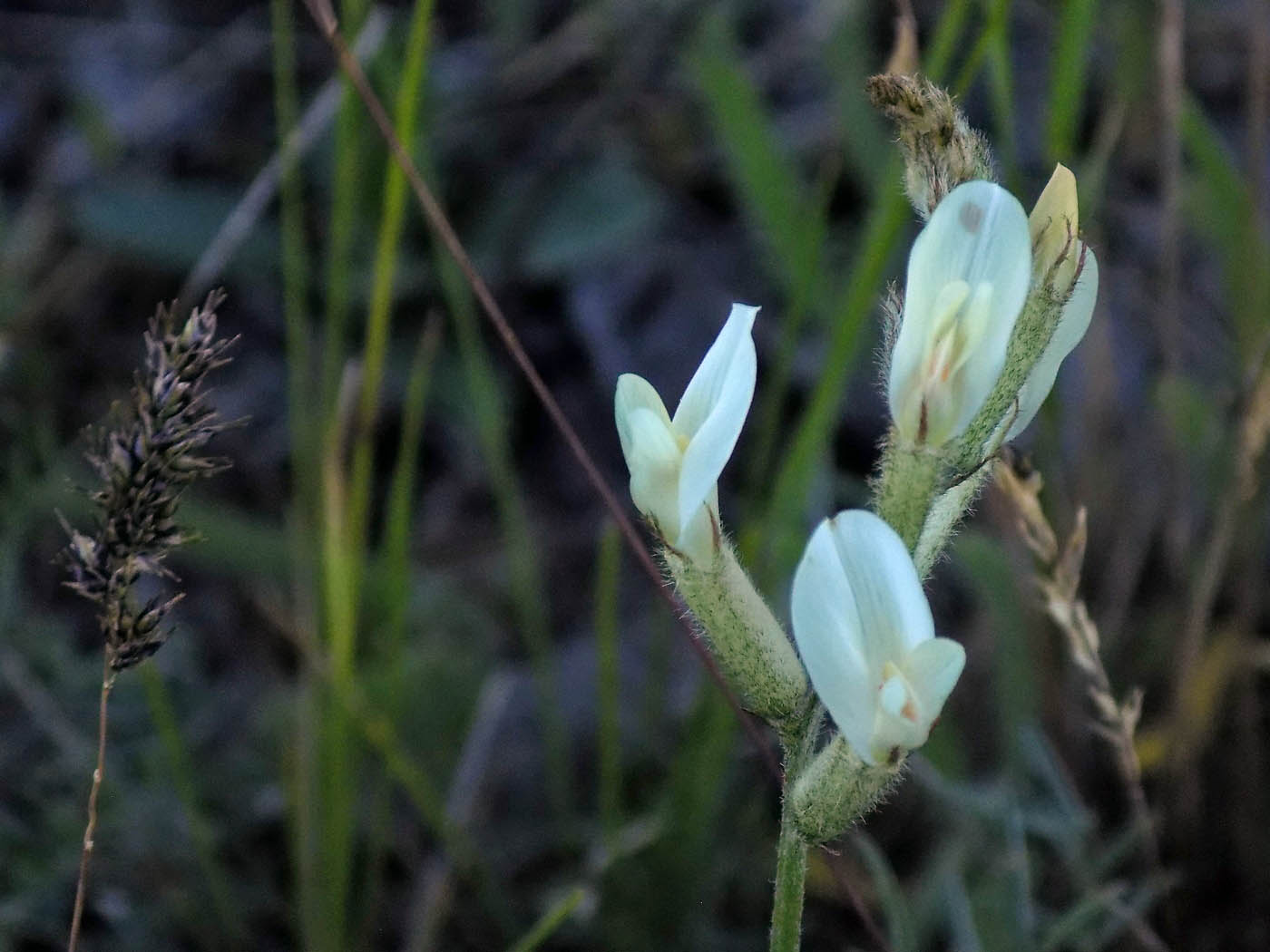 Изображение особи Astragalus ucrainicus.