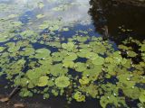 Nymphoides indica