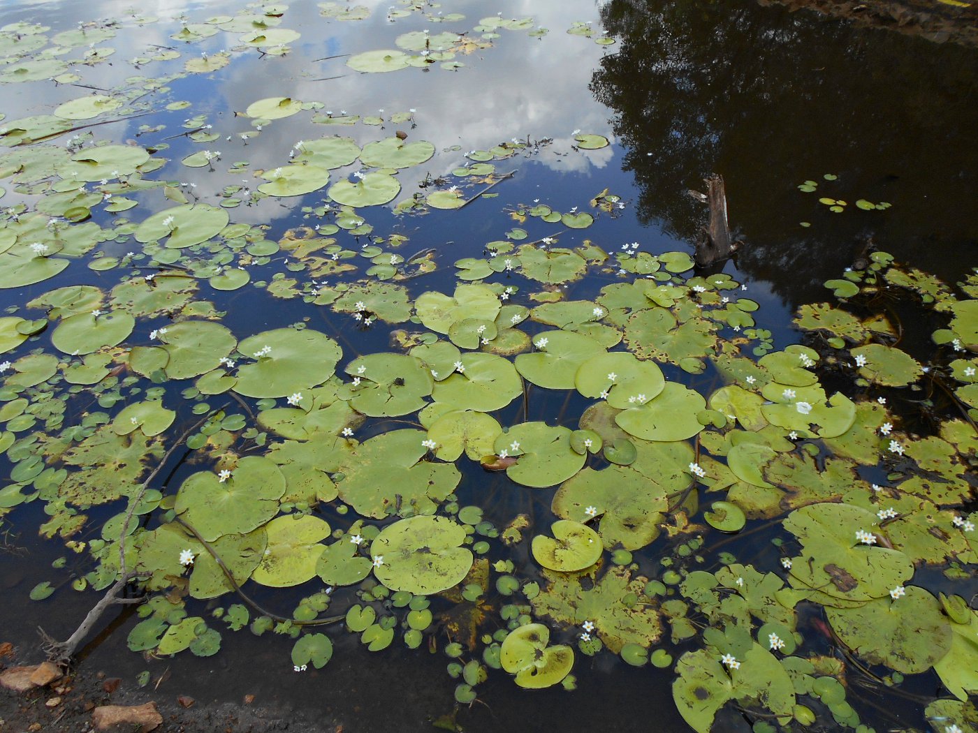 Image of Nymphoides indica specimen.