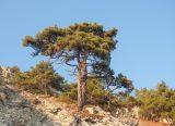 Pinus pityusa