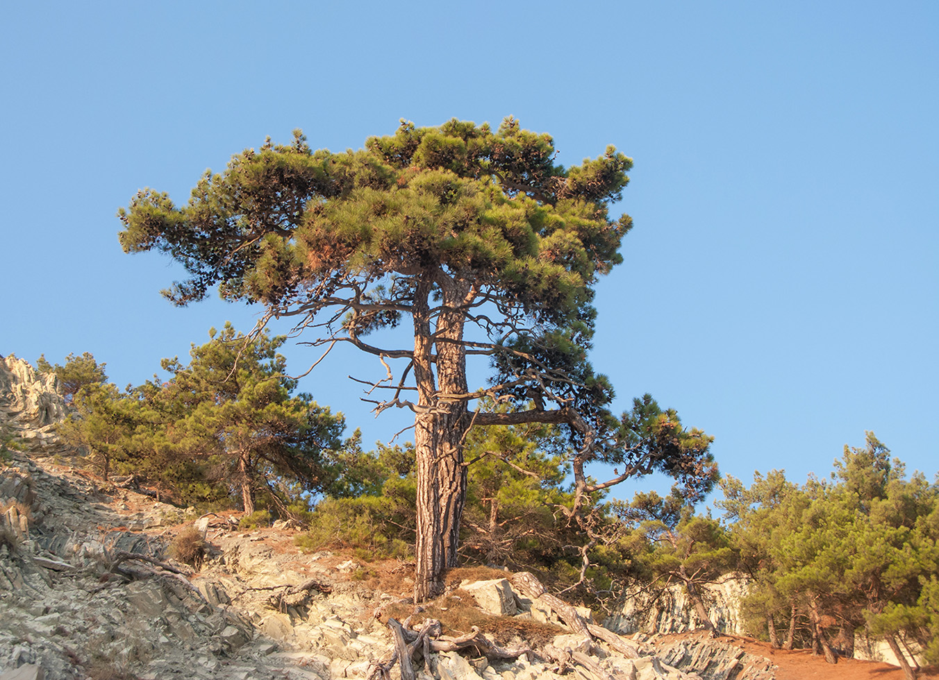 Image of Pinus pityusa specimen.