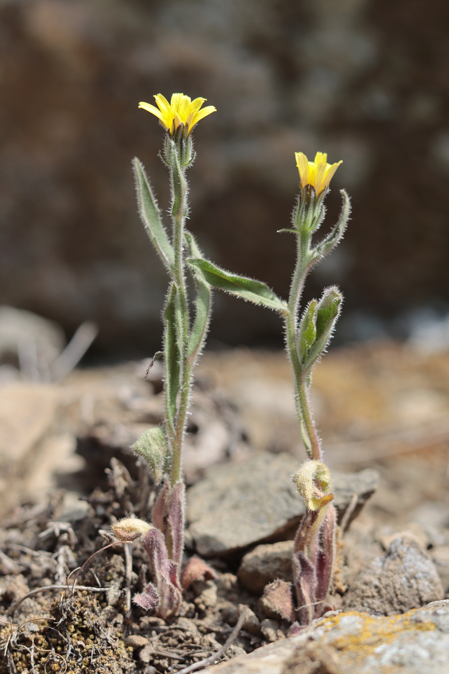 Изображение особи Picris pauciflora.