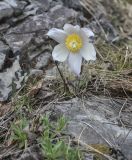 Pulsatilla patens