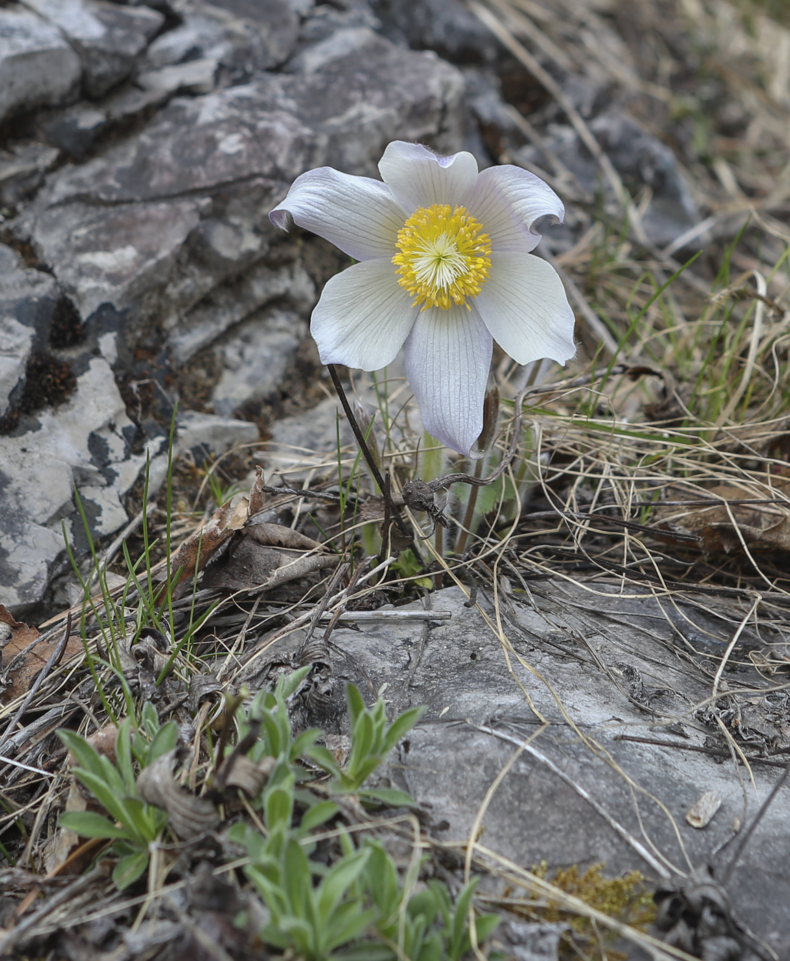 Изображение особи Pulsatilla patens.