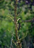 genus Asparagus
