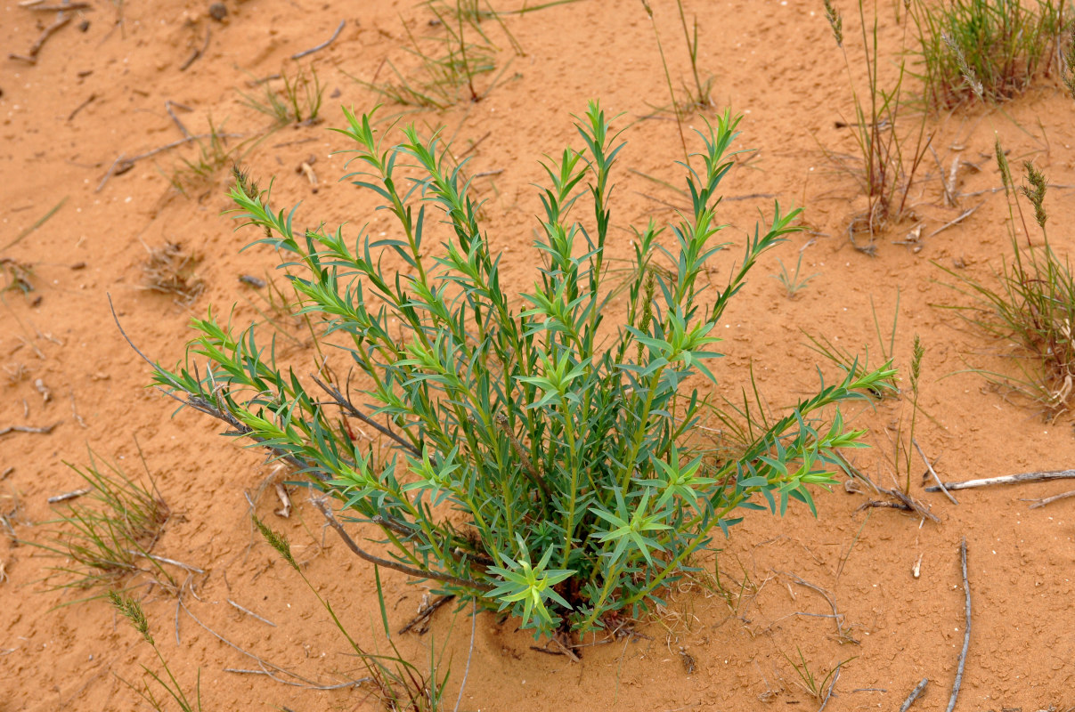 Изображение особи Euphorbia seguieriana.