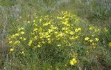 Linum czernjajevii. Цветущее растение. Ростовская обл., Персиановская степь, Аютинские склоны,верхняя часть склона правого коренного берега р. Аюта. 15.05.2012.