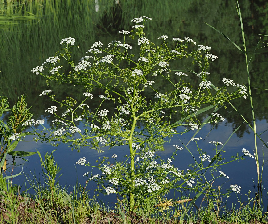 Image of Oenanthe aquatica specimen.