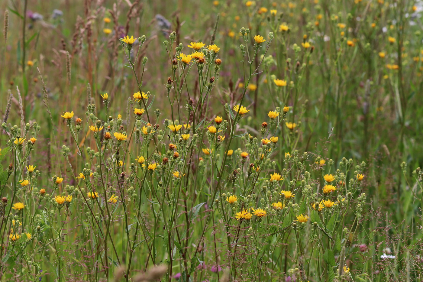 Image of Picris hieracioides specimen.