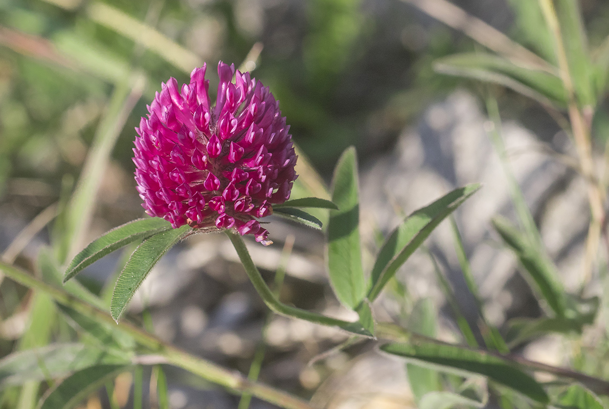 Image of Trifolium alpestre specimen.