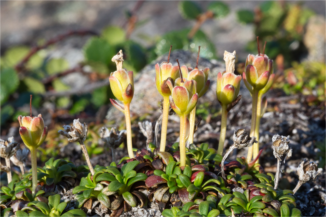 Изображение особи Diapensia lapponica.